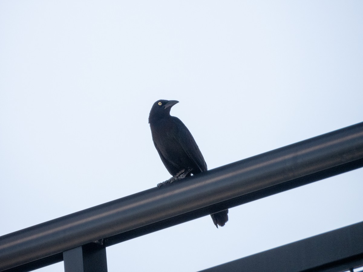 Common Grackle - Mark Penkower