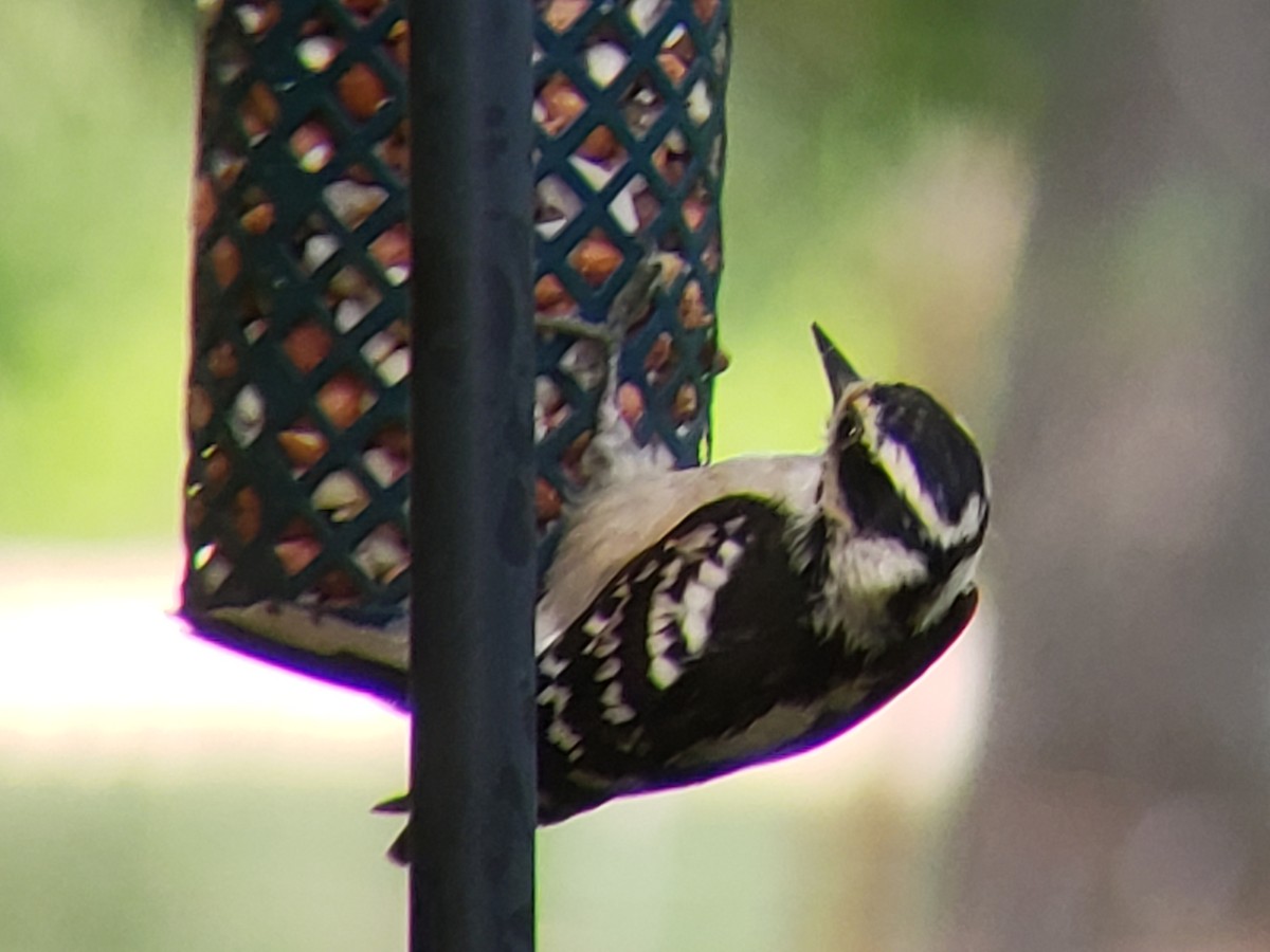 Hairy Woodpecker - Michelle Spacek