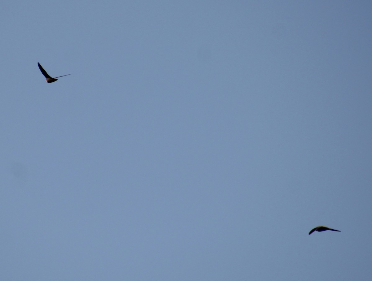 Chimney Swift - Samuel Harris