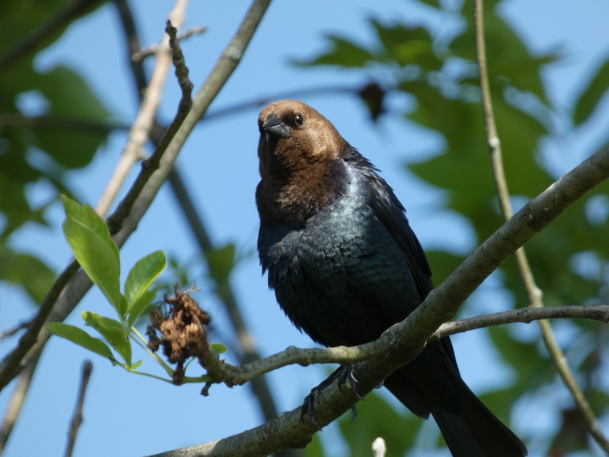 Brown-headed Cowbird - Heather Guarnera