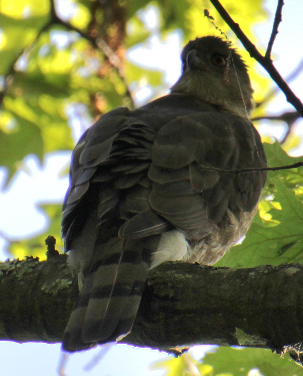 Cooper's Hawk - Samuel Harris