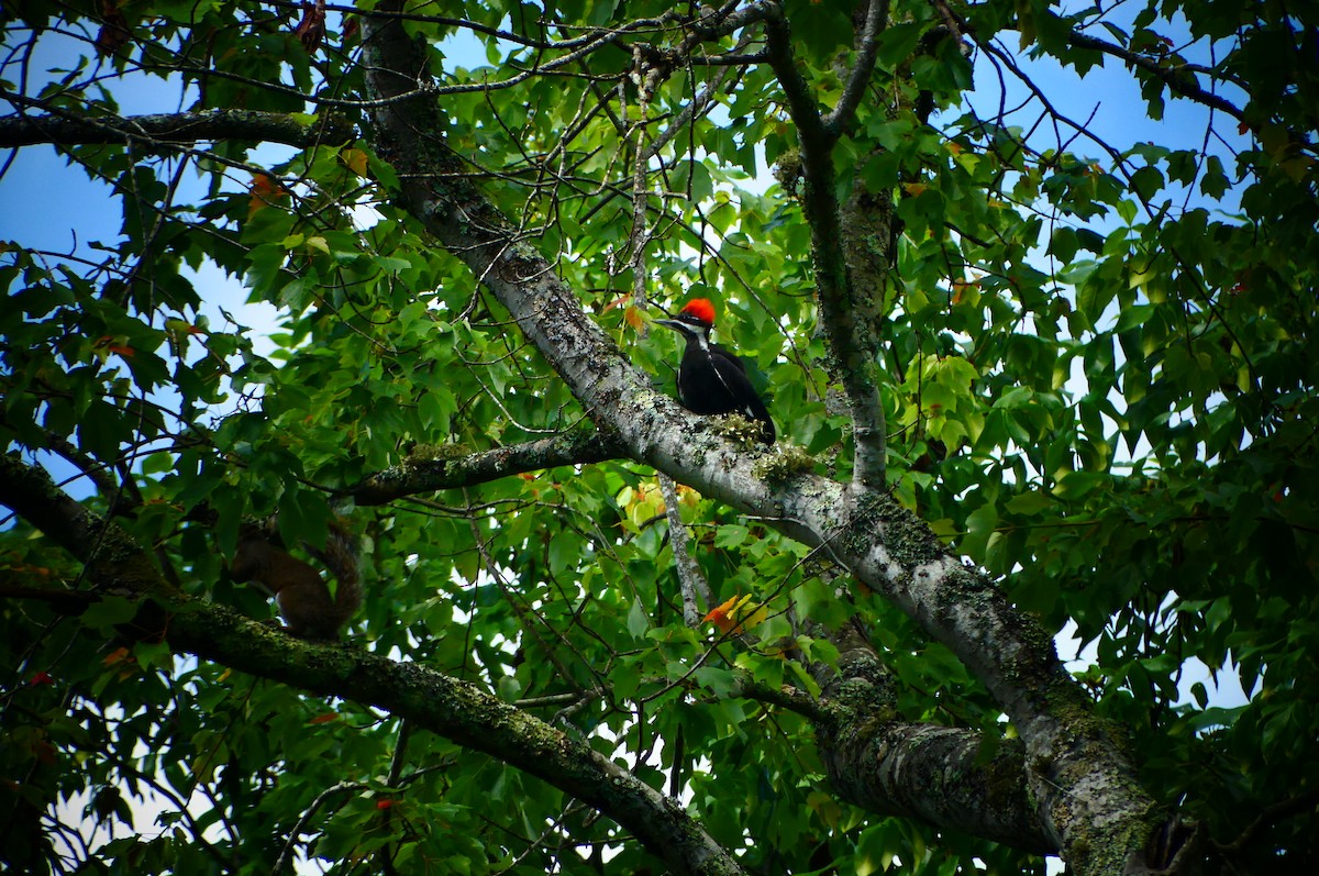 Pileated Woodpecker - Susie BDC