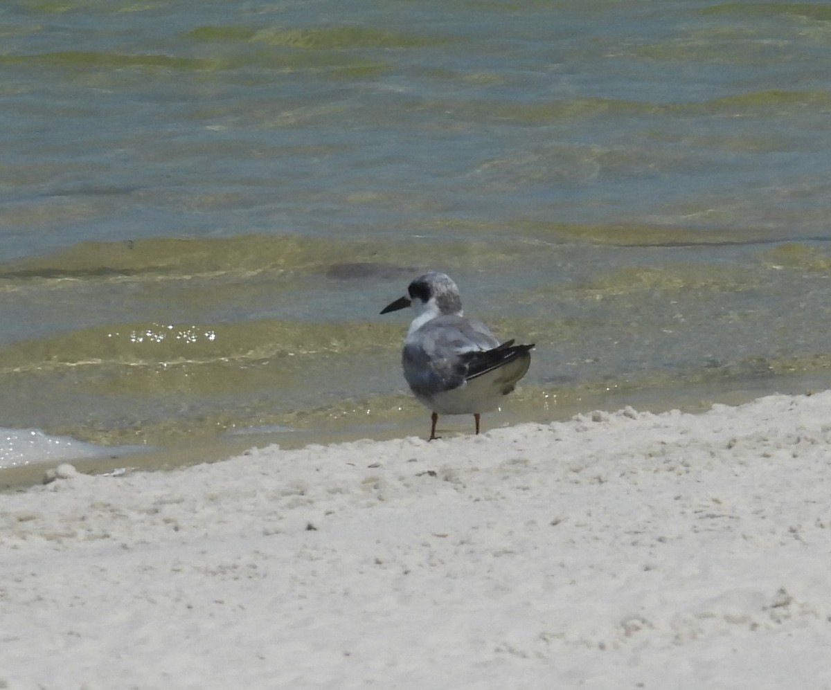 Forster's Tern - John  Paalvast