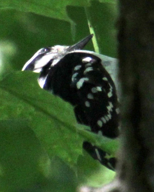 Hairy Woodpecker (Eastern) - Samuel Harris