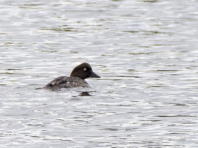 Common Goldeneye - Radek Papranec