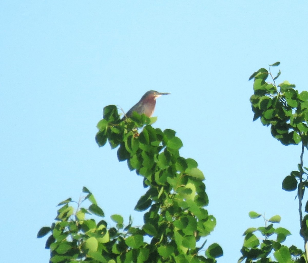 Green Heron - S Grove