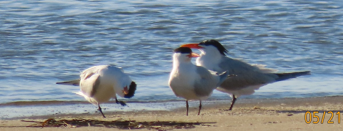 Royal Tern - Joan Mashburn