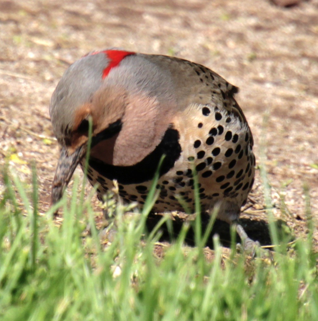 Northern Flicker (Yellow-shafted) - Samuel Harris