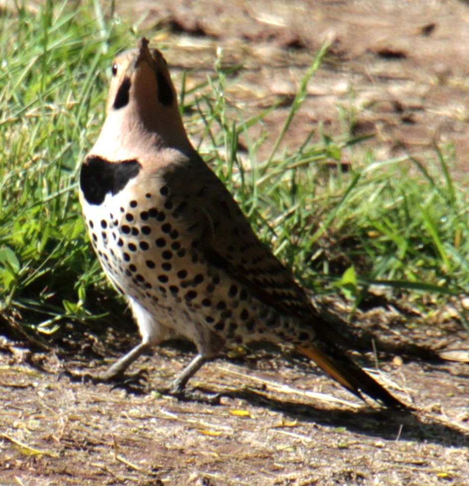 Northern Flicker (Yellow-shafted) - Samuel Harris