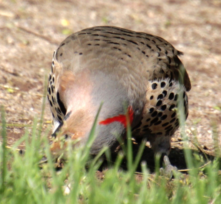 Northern Flicker (Yellow-shafted) - Samuel Harris