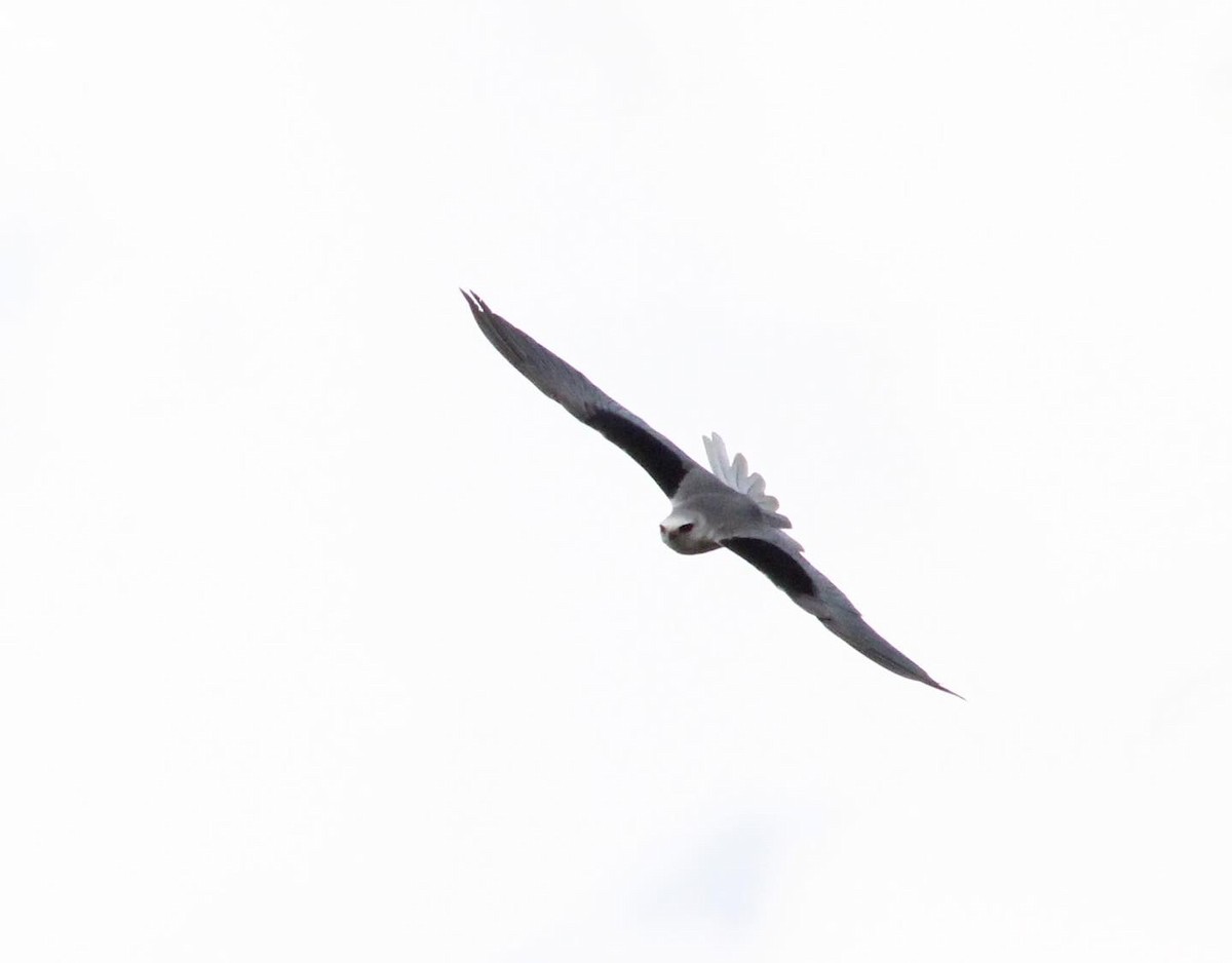 White-tailed Kite - Mónica Thurman