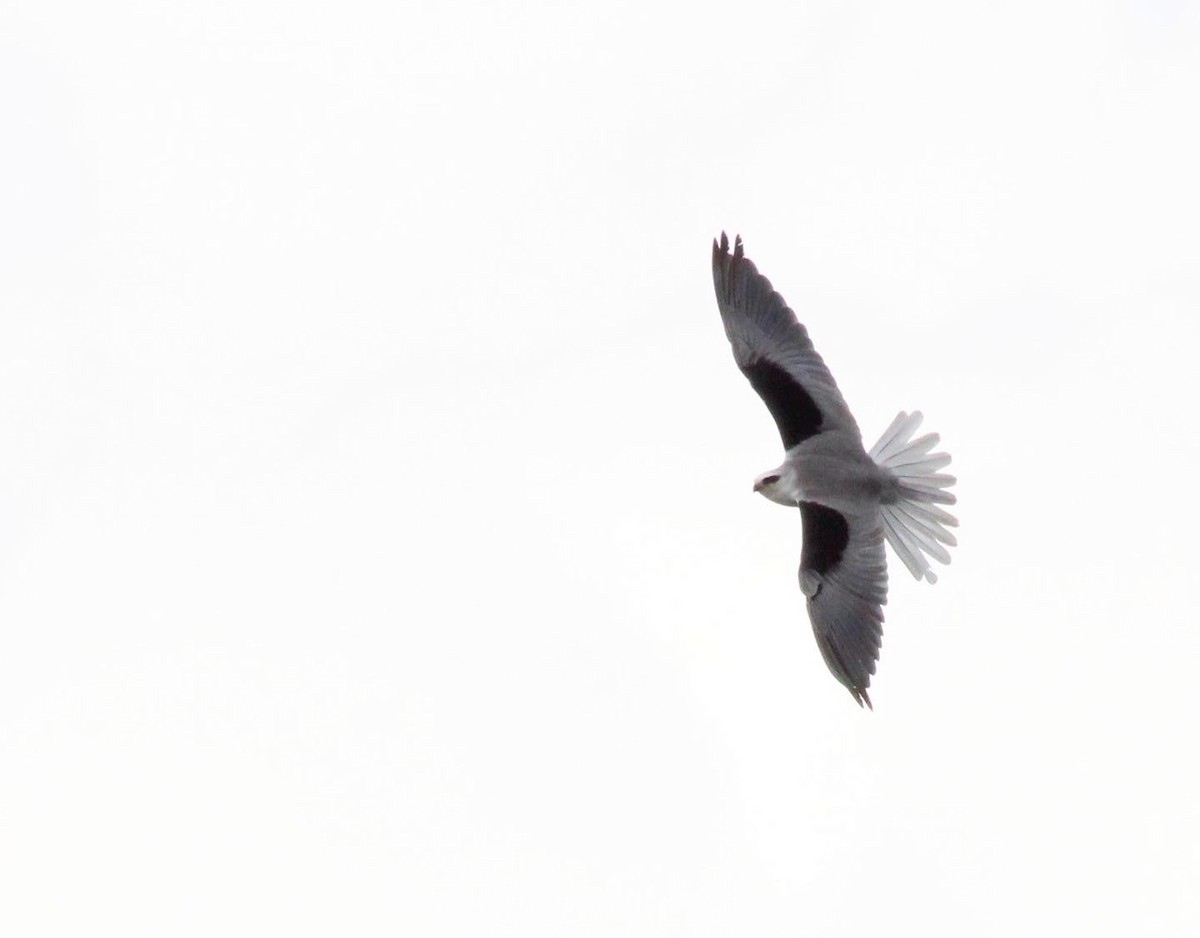 White-tailed Kite - Mónica Thurman