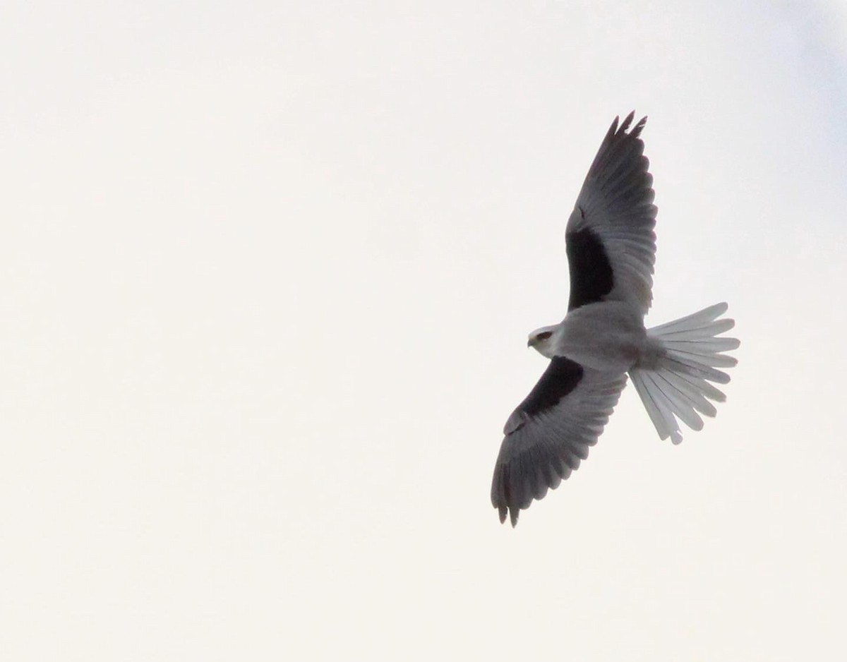 White-tailed Kite - Mónica Thurman