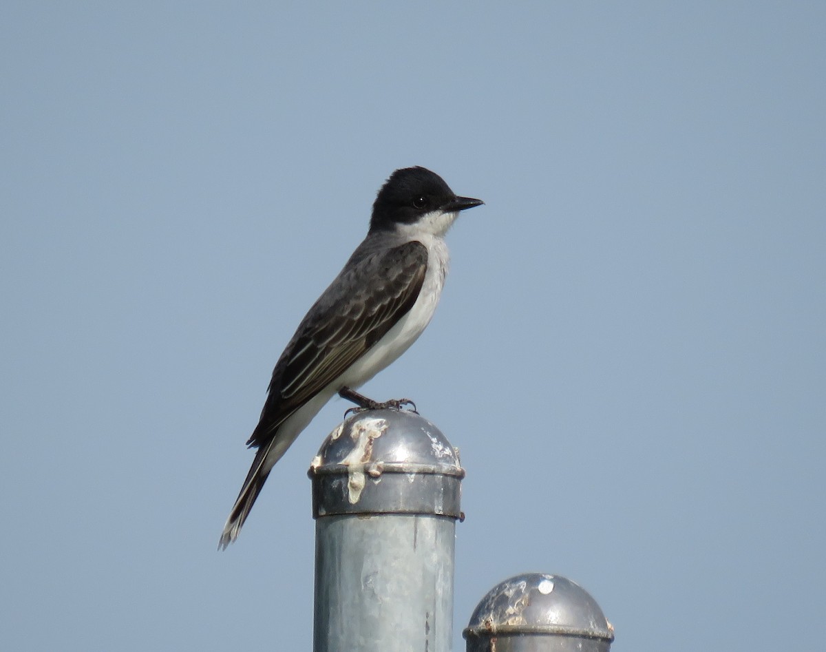 Eastern Kingbird - S Grove