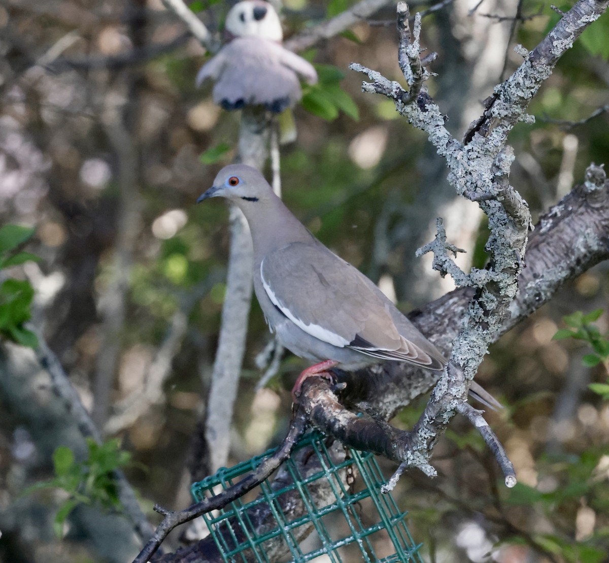 White-winged Dove - ML619529510