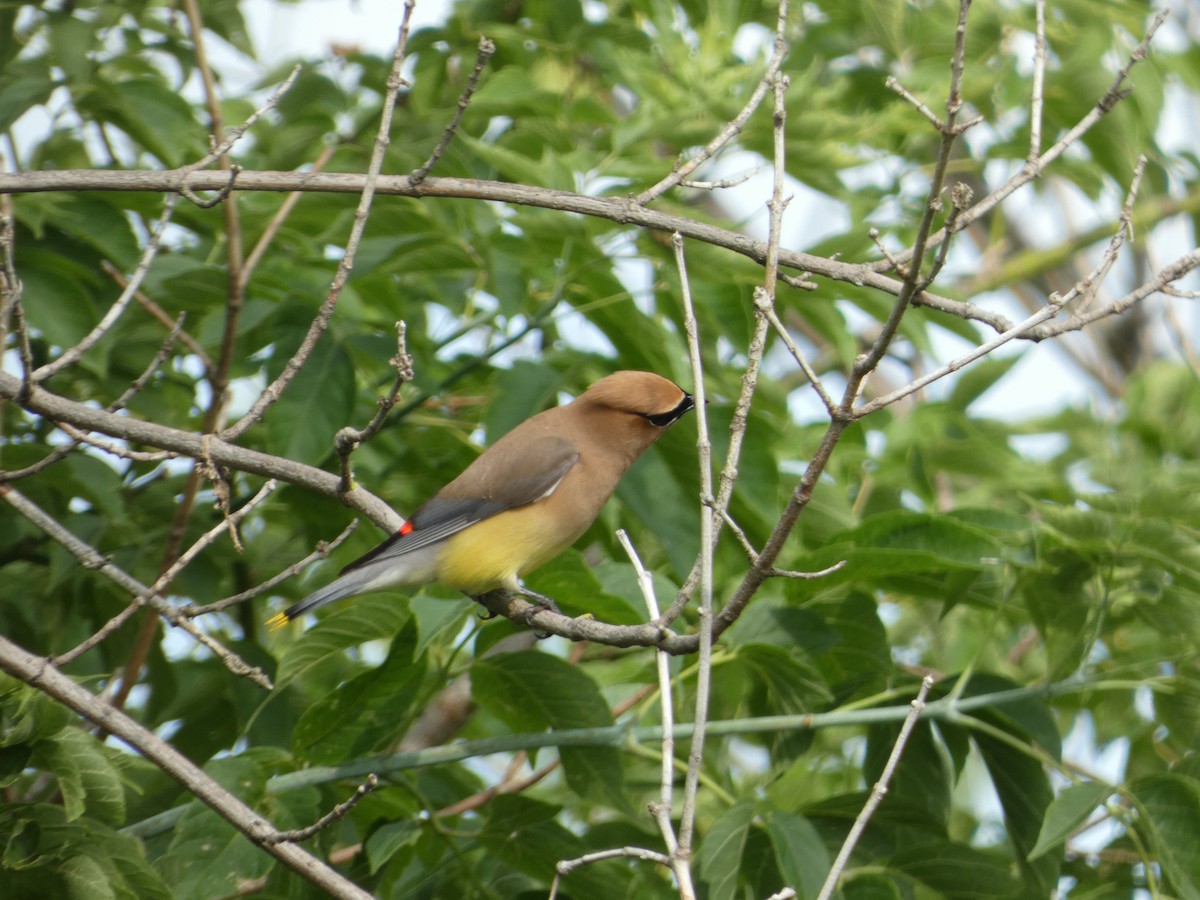 Cedar Waxwing - Heather Guarnera