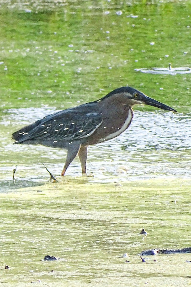 Green Heron - Stef Stevens