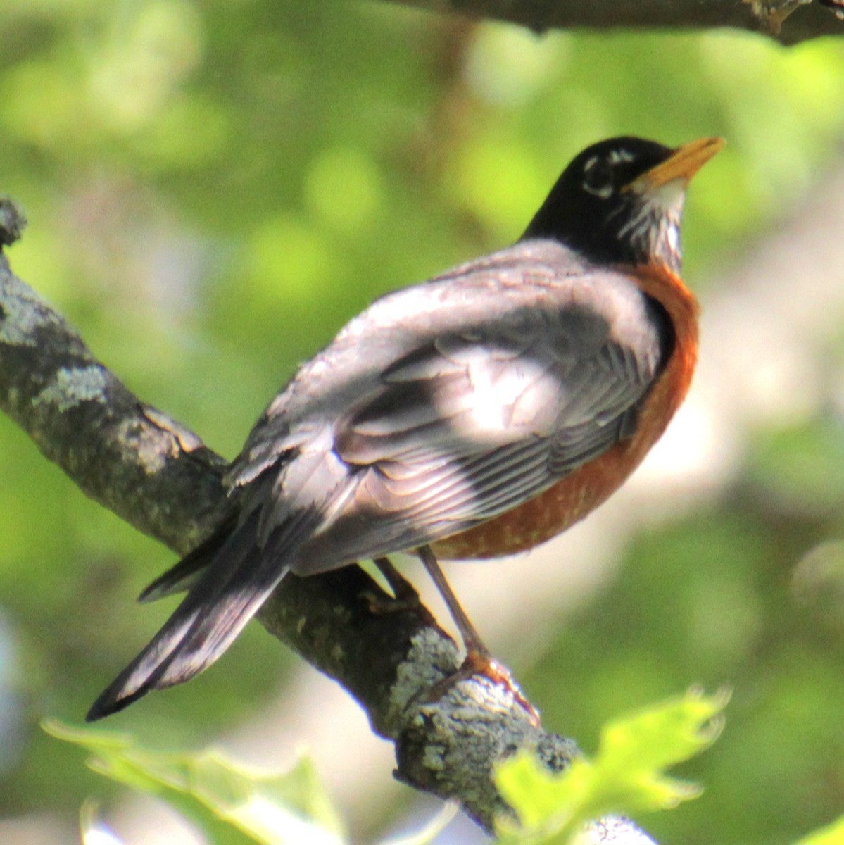 American Robin - Samuel Harris