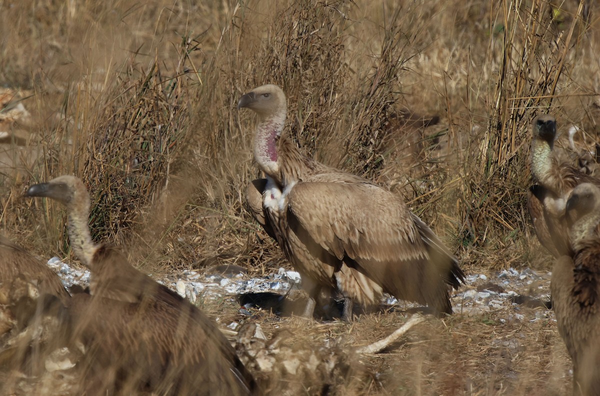 Cape Griffon - Frank Willems - Birding Zambia