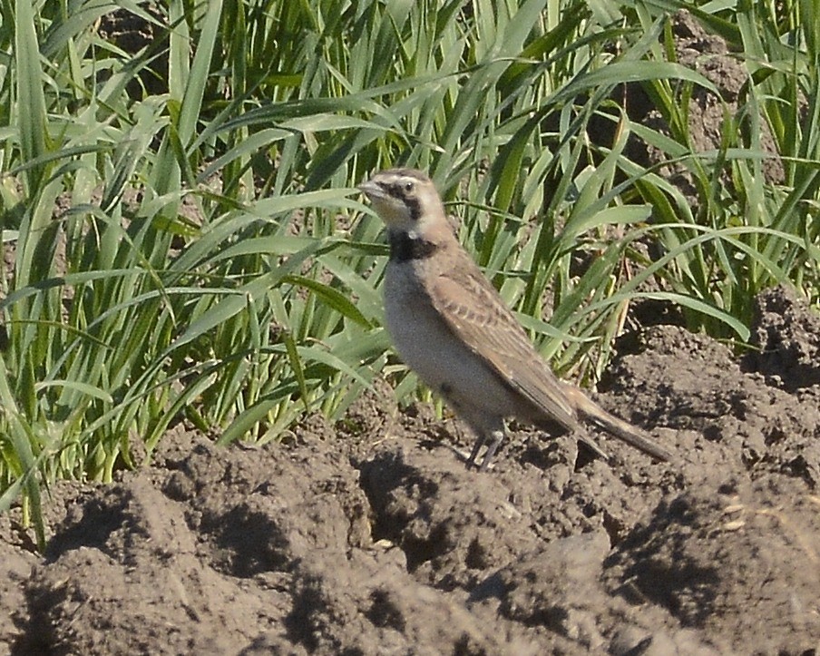 Horned Lark - David Kennedy