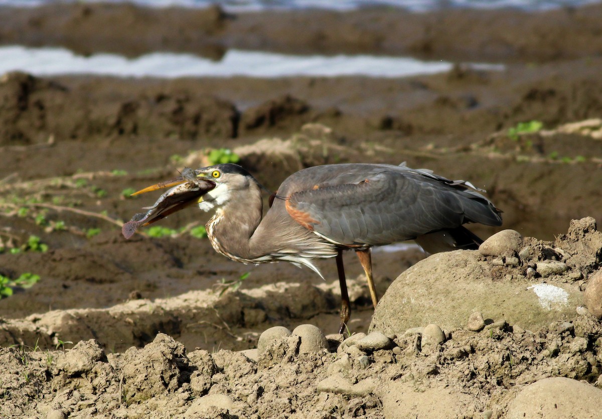 Great Blue Heron - Mónica Thurman