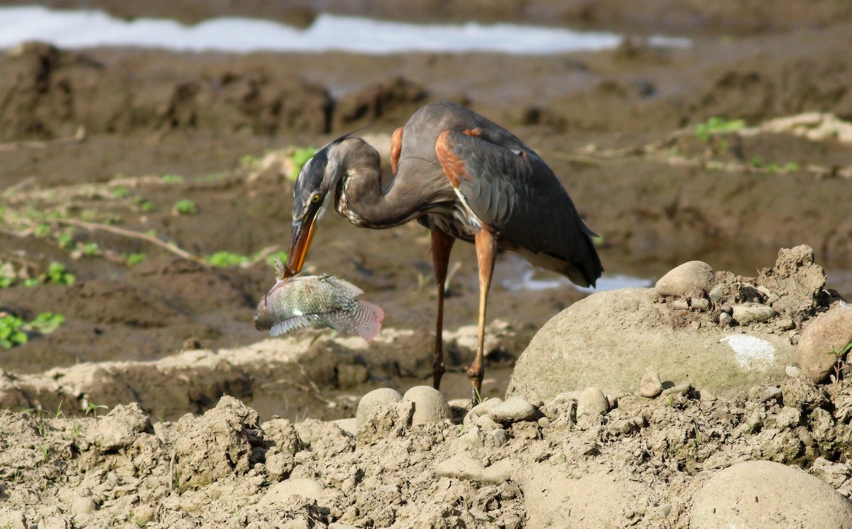 Great Blue Heron - Mónica Thurman