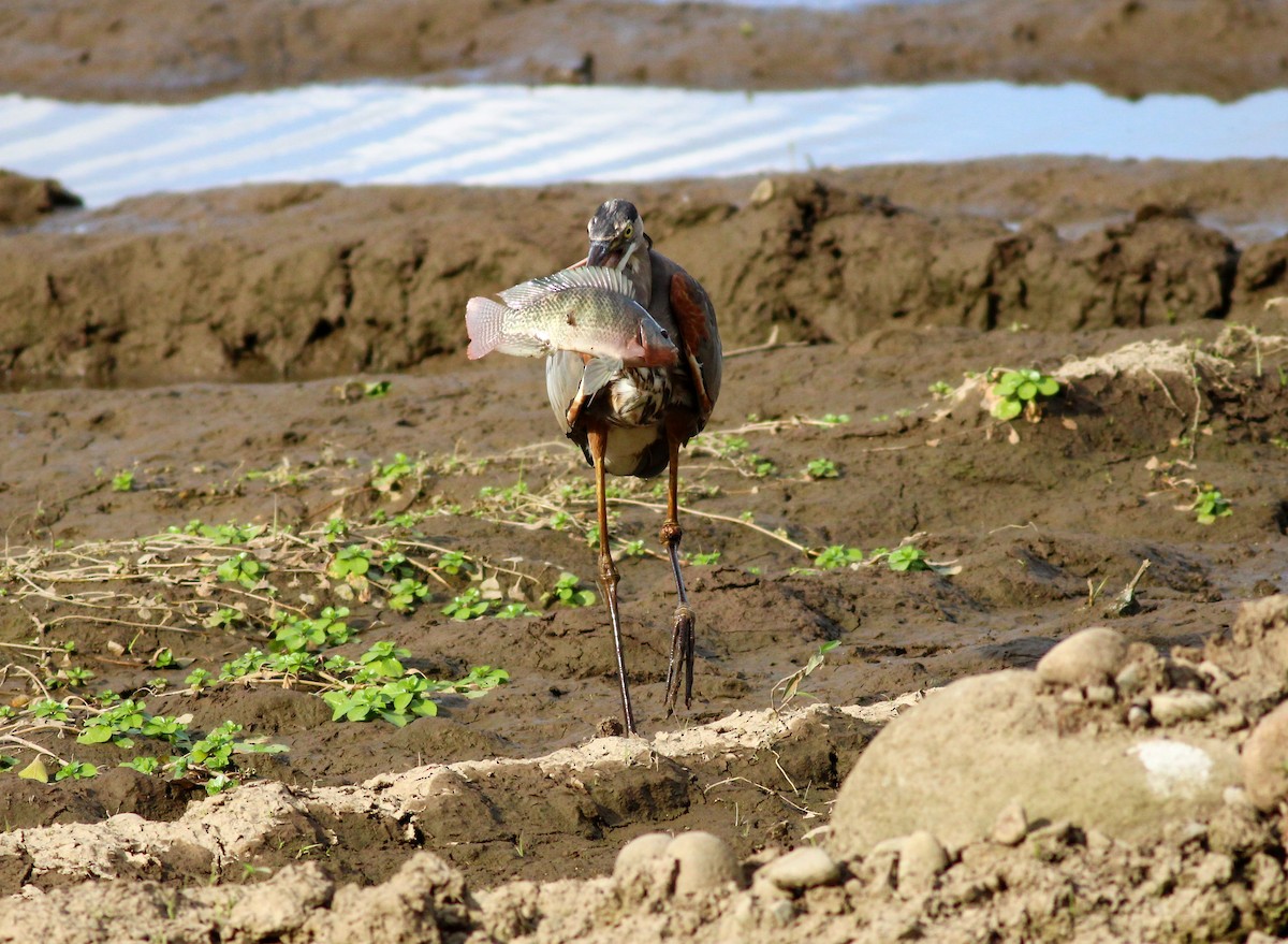 Great Blue Heron - Mónica Thurman