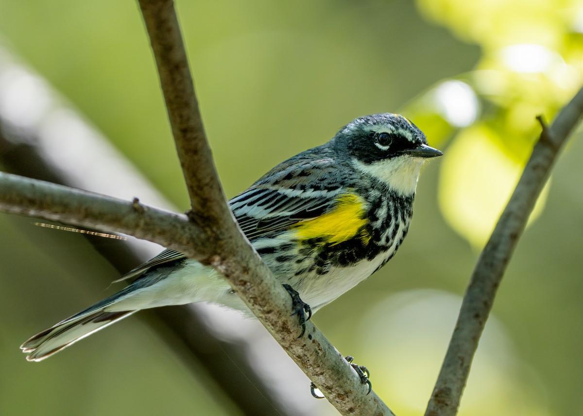 Yellow-rumped Warbler - Dori Eldridge