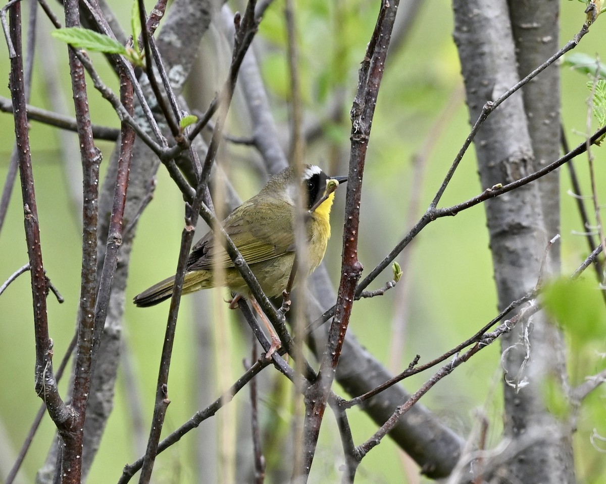 Common Yellowthroat - Joe Wujcik