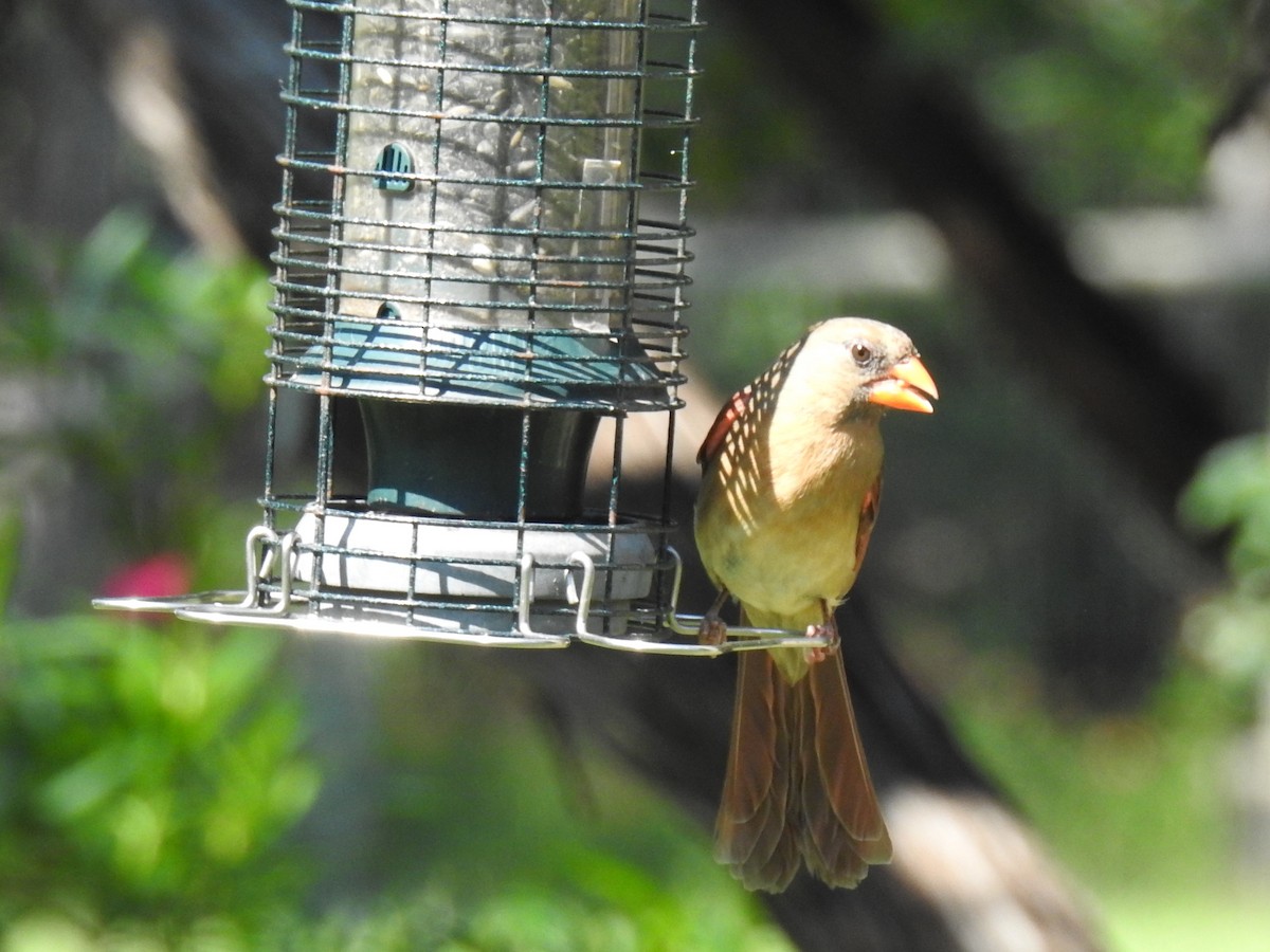 Northern Cardinal - ML619529549