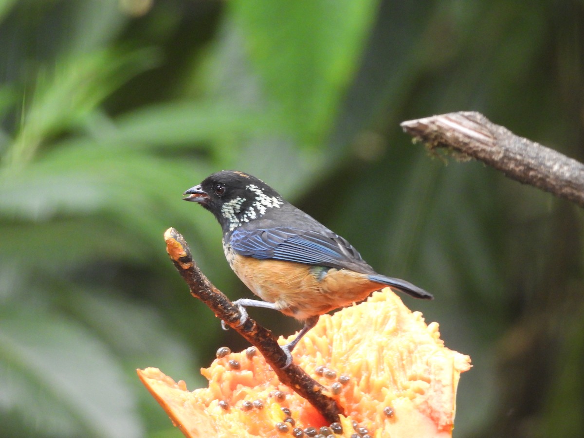 Spangle-cheeked Tanager - Susan Thome-Barrett