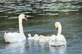 Mute Swan - Anonymous