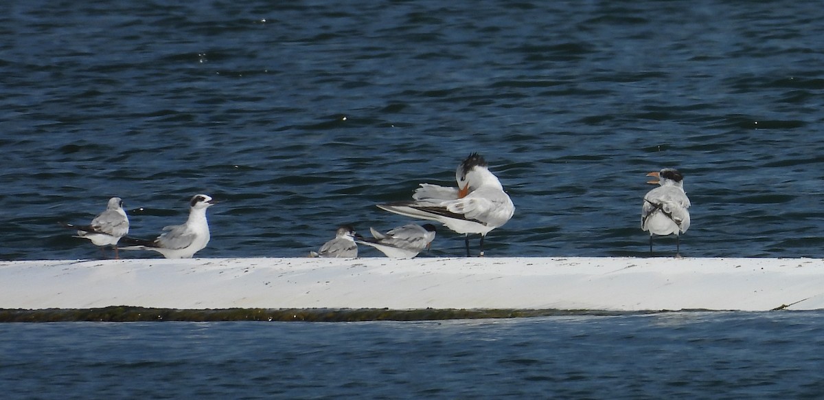 Royal Tern - John  Paalvast