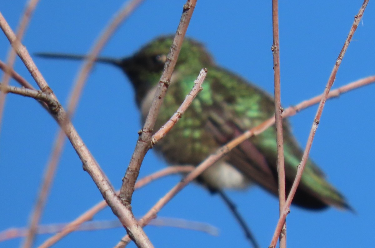 Black-chinned Hummingbird - BEN BAILEY