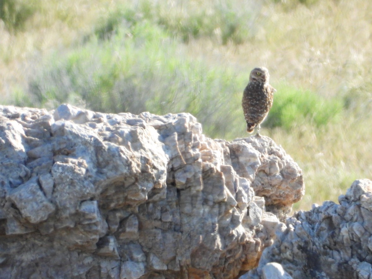 Burrowing Owl - Dawn Holzer