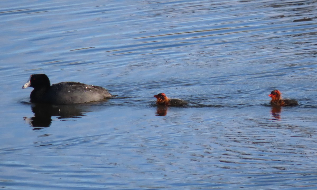 American Coot - BEN BAILEY