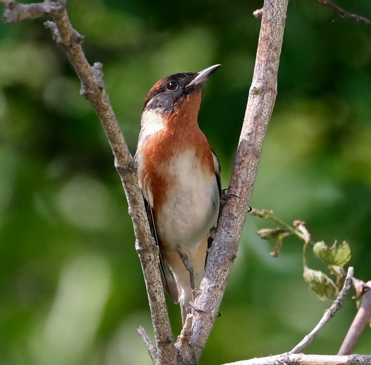 Bay-breasted Warbler - Steve Wagner