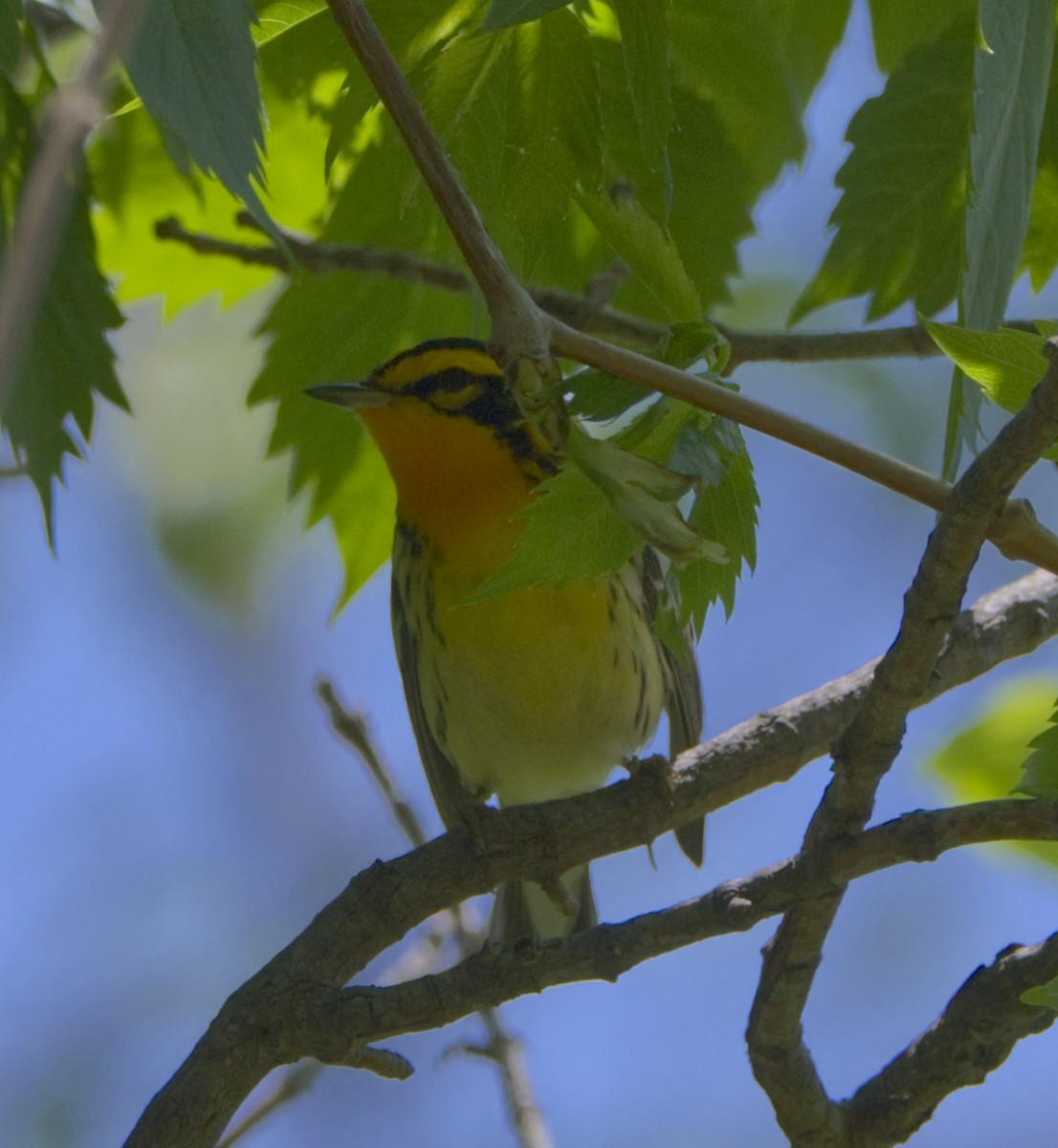 Blackburnian Warbler - Steve Wagner