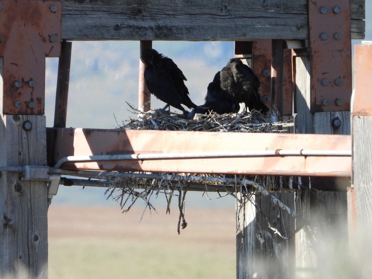 Common Raven - Dawn Holzer