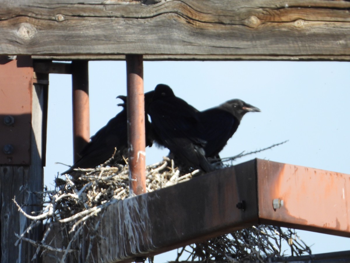 Common Raven - Dawn Holzer