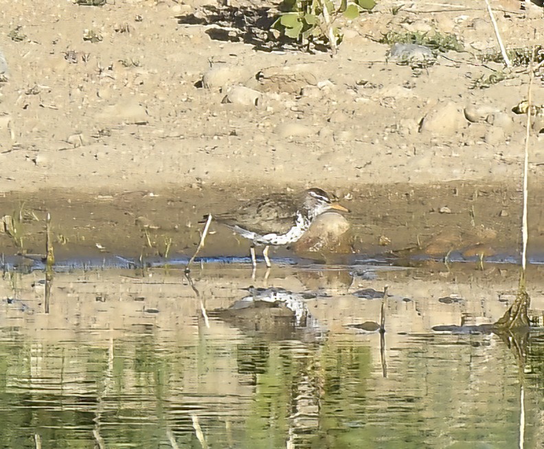 Spotted Sandpiper - Jim Ward