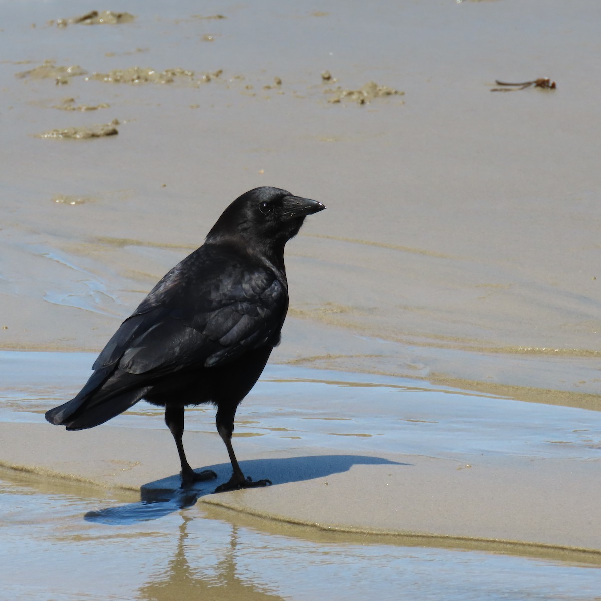 American Crow - ML619529613