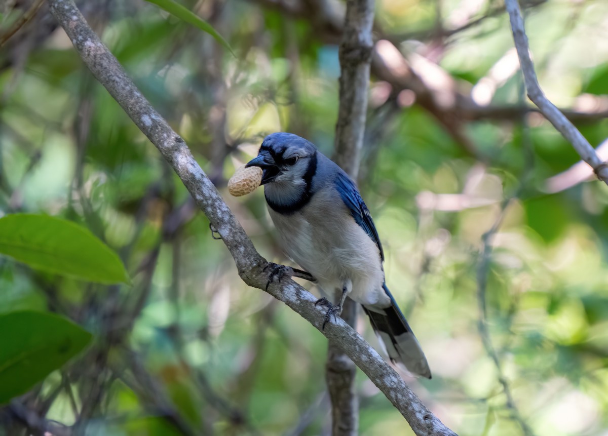 Blue Jay - Jim Yeskett