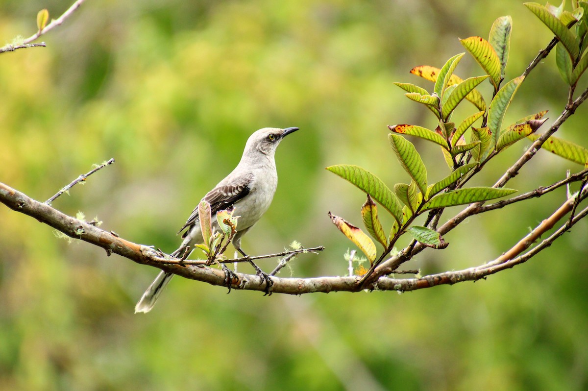 Tropical Mockingbird - Mónica Thurman