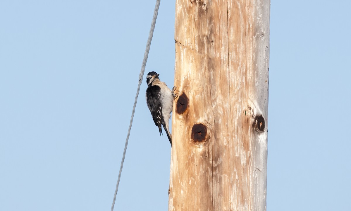 Hairy Woodpecker (Pacific) - Paul Fenwick