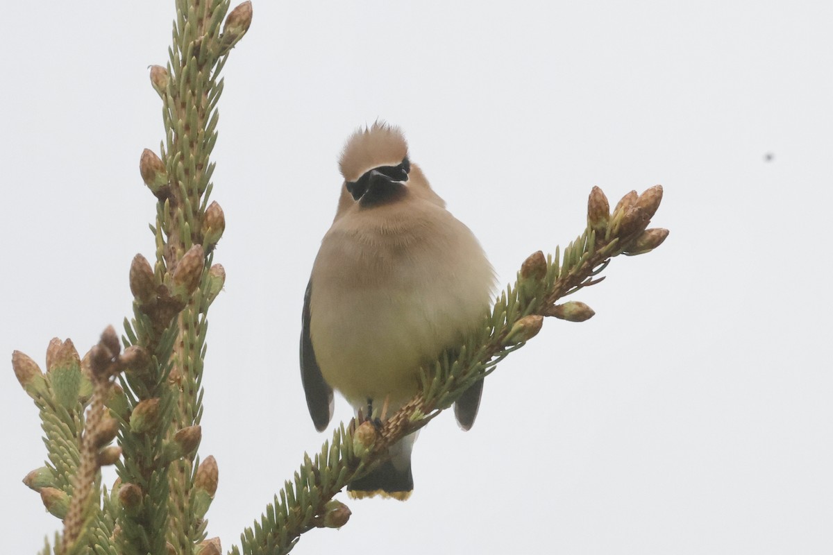 Cedar Waxwing - ML619529631