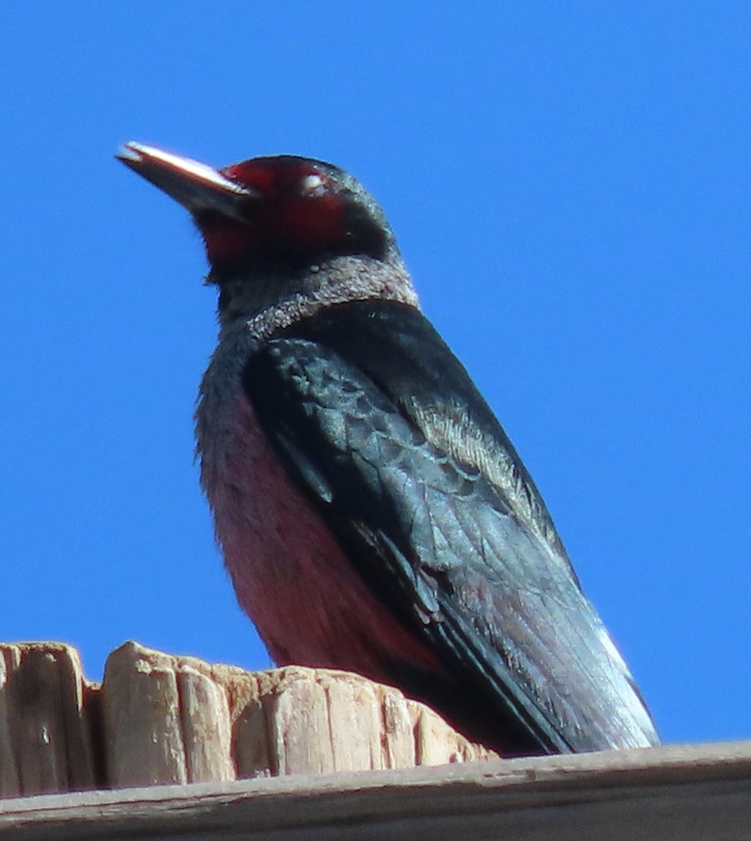 Lewis's Woodpecker - BEN BAILEY