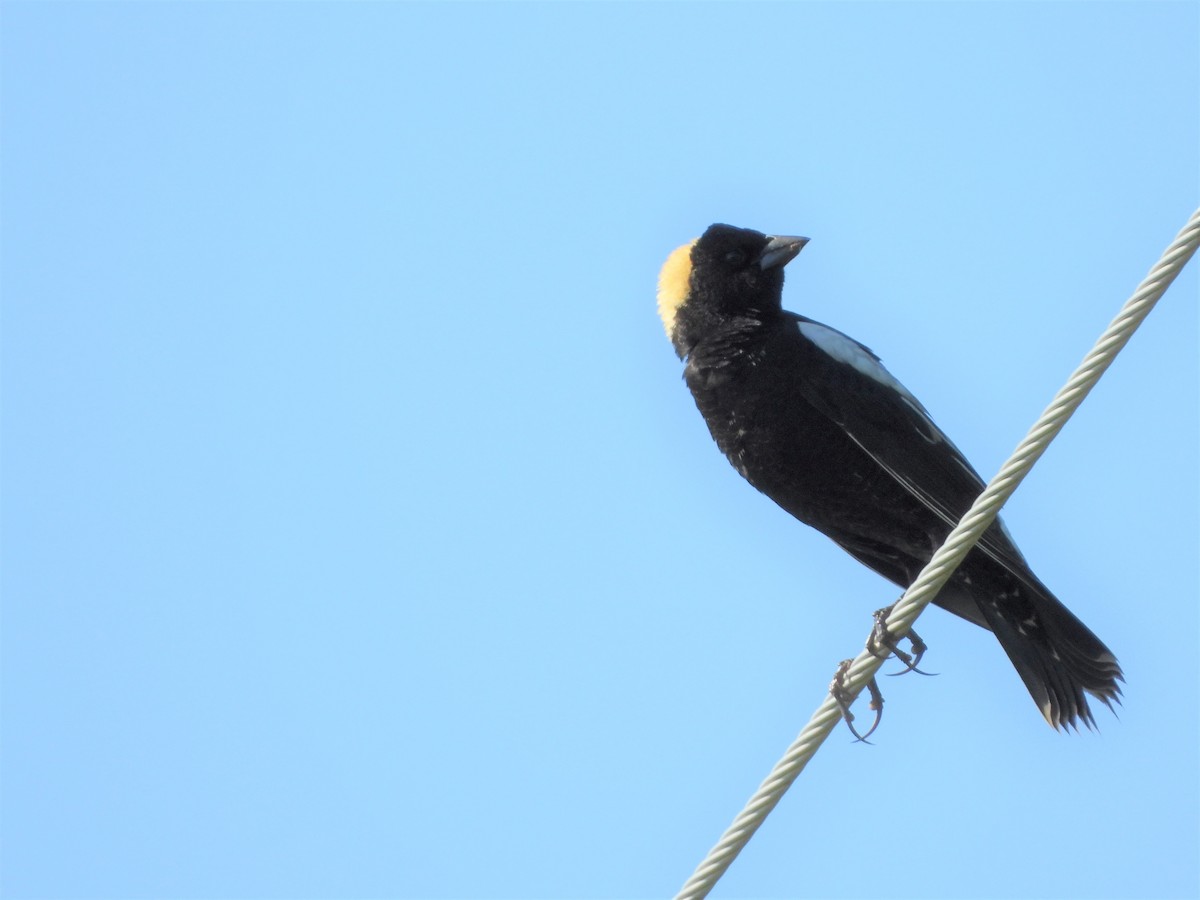 Bobolink - Marcia Suchy