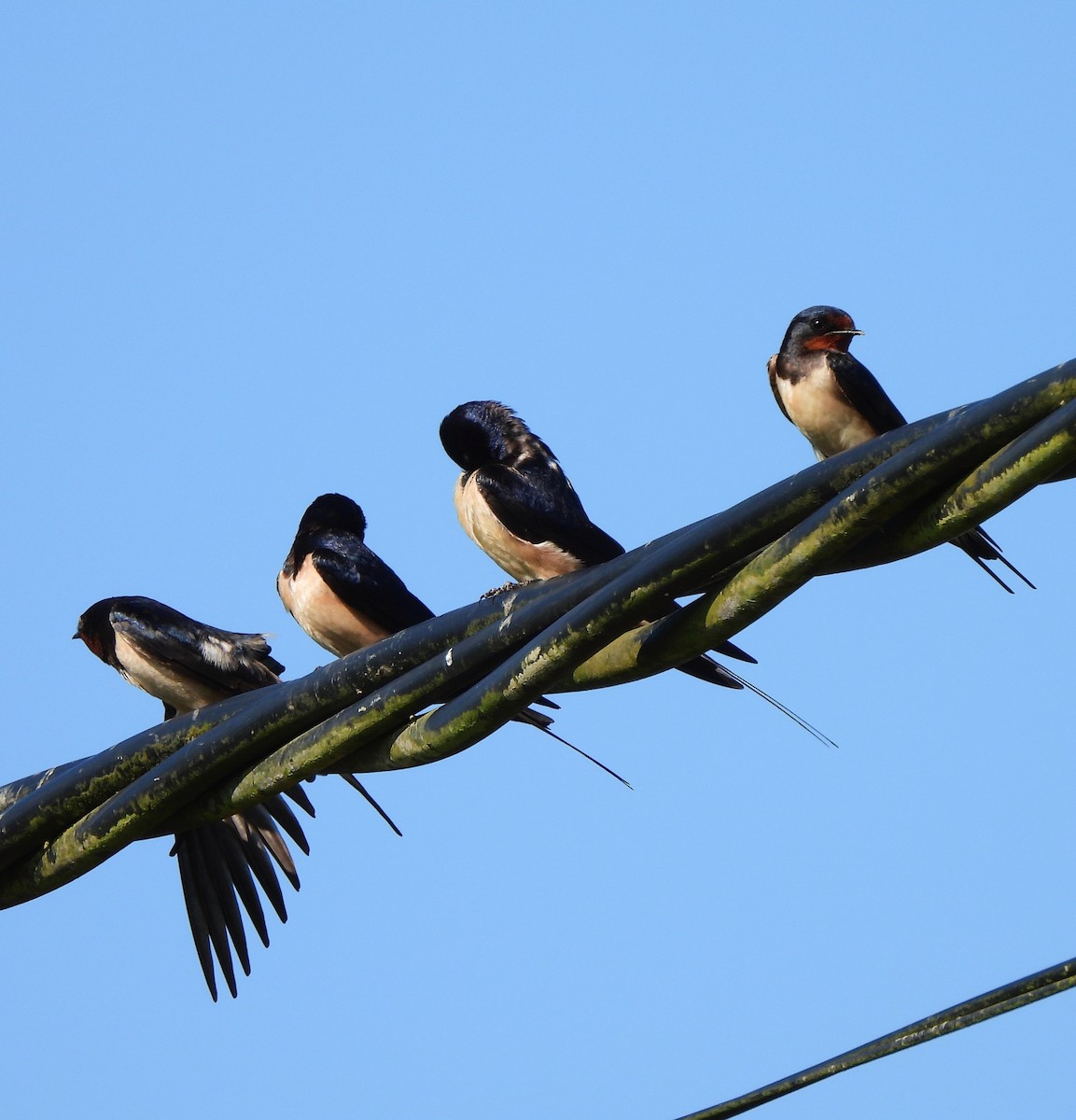 Barn Swallow - Aurora Cubillas