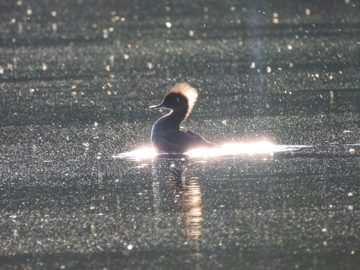 Hooded Merganser - Parise Beaulieu